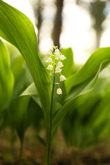 Fototapeta premium Beautiful lily of the valley flower growing in garden, closeup