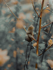 grape snail on a treegrape snail, sparrow, brown, small, tree