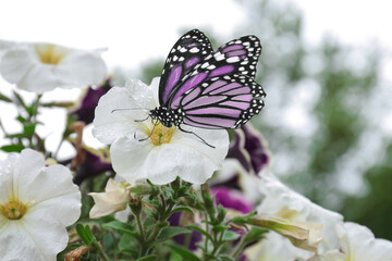 Fototapeta na wymiar Beautiful flowers with morning dew and butterfly in garden, closeup view