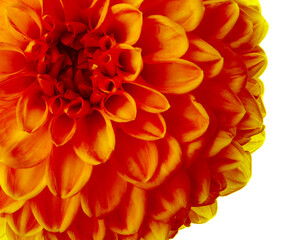 Beautiful orange dahlia flower on white background, closeup