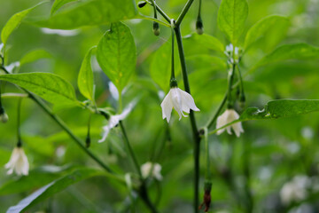 Blooming cayenne pepper. white flower in the garden