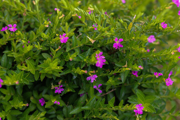 Cuphea hyssopifolia, the false heather, Mexican heather, Hawaiian heather or elfin herb, is a small evergreen shrub native to Mexico, Guatemala, and Honduras. Beautiful flower background