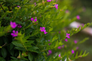 Cuphea hyssopifolia, the false heather, Mexican heather, Hawaiian heather or elfin herb, is a small evergreen shrub native to Mexico, Guatemala, and Honduras. Beautiful flower background