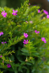 Cuphea hyssopifolia, the false heather, Mexican heather, Hawaiian heather or elfin herb, is a small evergreen shrub native to Mexico, Guatemala, and Honduras. Beautiful flower background
