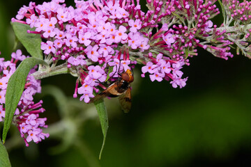 Gemeine Waldschwebfliege oder Gemeine Hummel-Schwebfliege (Volucella pellucens) am Sommerflieder