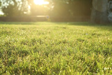 Obraz na płótnie Canvas Lush green grass outdoors on sunny day