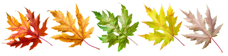 Five autumn maple leaves of different colors isolated on white background. Clipping path.