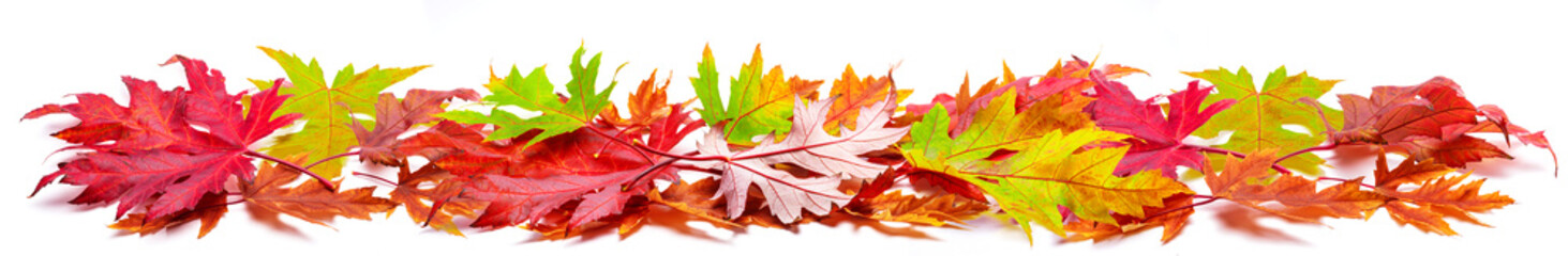 Horizontal heap of colorful autumn maple leaves isolated on white background. Great decor for advertising layouts.