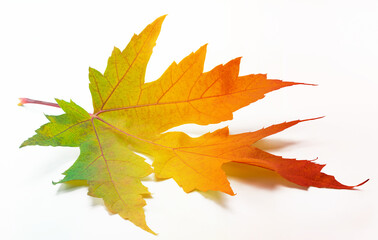 One autumn maple leaf with rainbow colors isolated on white background.