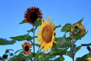 The sunflowers have become perfect for viewing

