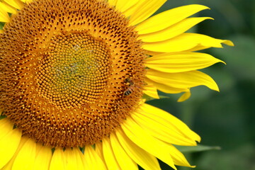 Obraz premium The sunflowers have become perfect for viewing 