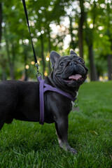 black small french bulldog looks at the camera in the park on the lawn