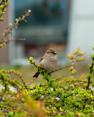 Sparrow on a stick