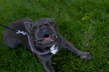 the french bulldog opened its mouth and looks up, breathing heavily, expects the owner as soon as he eats