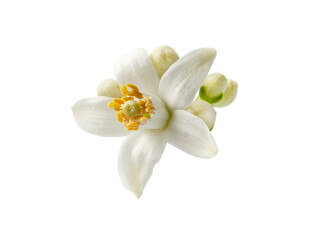Orange blossom or neroli white flower and buds isolated on white