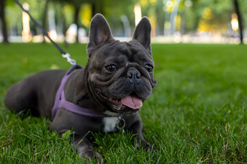in the park on the lawn, a french bulldog is sprawled looking forward, sticking out his tongue from...