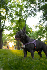 training a domestic french bulldog who stands in the park at sunset with his tongue hanging out
