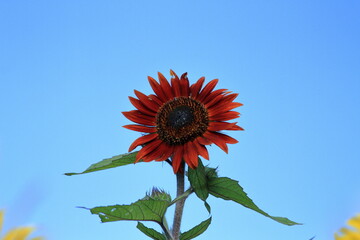 The sunflowers have become perfect for viewing
