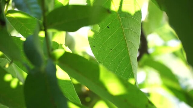 walnut leaves on the morning sun in summer