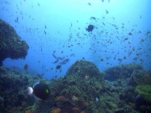 Hard and soft coral reef with clouds of fishes and bigeye or blackspot barracuda (Sphyraena forsteri) on the background