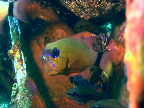 Ringtail cardinalfish (Apogon aureus) with eggs in its mouth