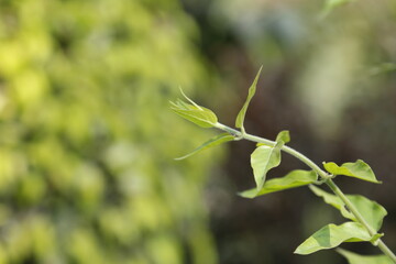 close up of green leaves