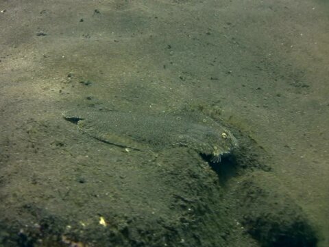 Peacock sole (Pardachirus pavoninus) swimming