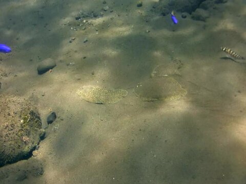 Peacock sole (Pardachirus pavoninus) following each other and hiding in the sand