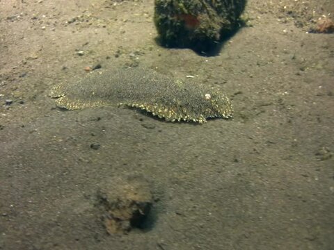 Peacock sole (Pardachirus pavoninus) swimming