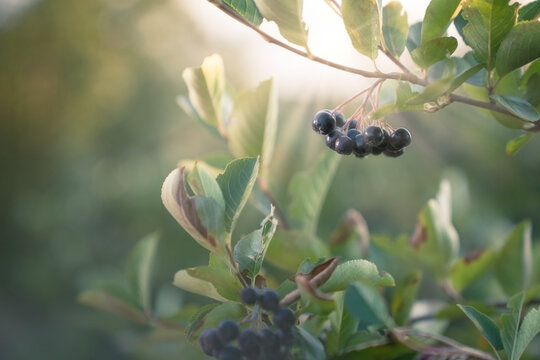 Organic aronia on a tree in an orchard