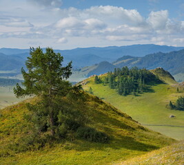Obraz premium Russia. South of Western Siberia, Mountain Altai. Picturesque hilly mountains covered with a solid green carpet with many alpine flowers near the village of Ust-Kan.