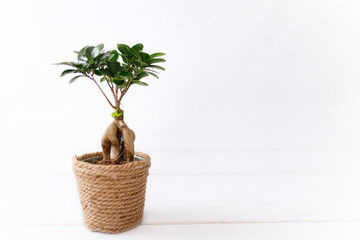 Small bonsai ficus microcarpa ginseng plant on a white background.