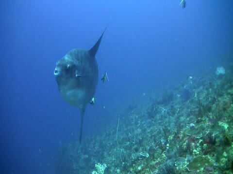 Oceanic sunfish (Mola mola) on top of coral reef