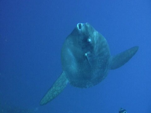 Oceanic sunfish (mola-mola)