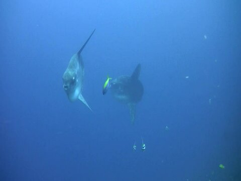 Oceanic sunfish (mola-mola)