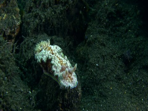 Nudibranch (glossodoris cincta)