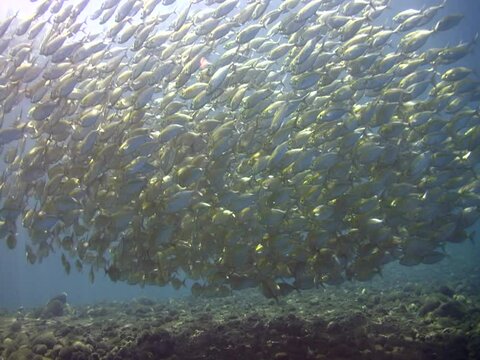 Yellow-striped scad (Selaroides leptolepis) in school