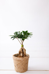 Small bonsai ficus microcarpa ginseng plant on a white background.