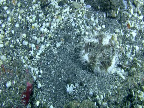 Heart sea urchin (Maretia planulata) moving