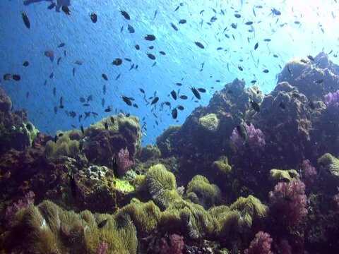 Soft corals and anemones with school of fishes in the background
