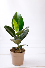 Rubber fig Ficus elastica plant with green leaves by white wall