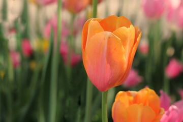 field of tulips