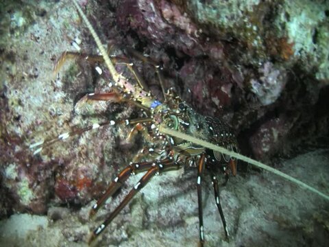 Long-legged spiny lobster (Panulirus longipes longipes) walking