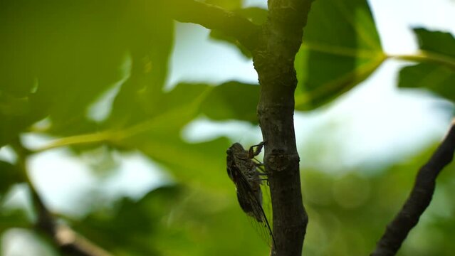 4K footage of the intense buzzing of cicadas. A cicada sits on a fig tree. Recording with sound. Cicada Lyristes plebejus.