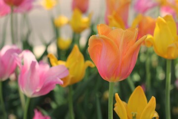 red and yellow tulips