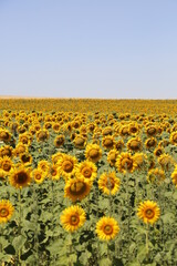 Fototapeta premium Girasoles