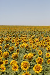 Naklejka premium Girasoles