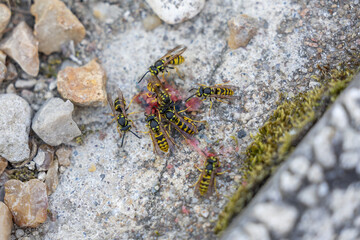 gros plan de guêpes entrains de ce nourrir sur une pierre.