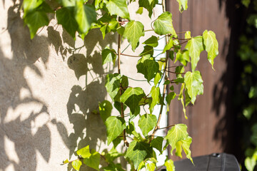 Photo d'une vigne ornementale grimpant sur un mur avec la projection de l'ombre des feuilles sur le mur