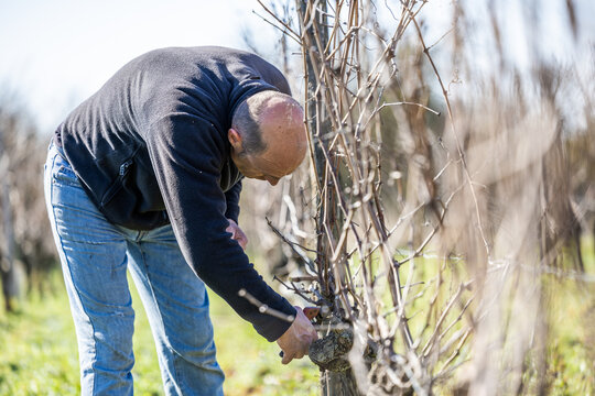 Photo illustrant un ouvrier viticole r&eacute;alisant le travail de taille de la vigne en hiver. 